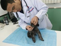 -欧奕国际动物医院