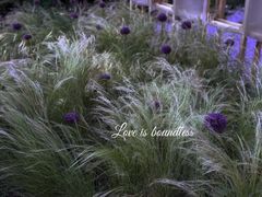 -上海鲜花港