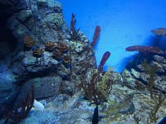 -上海海洋水族馆