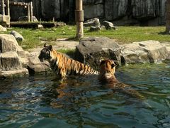 -上海野生动物园
