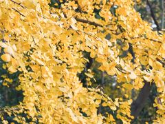 -成都市活水公园