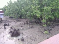 -宝安西湾红树林湿地公园