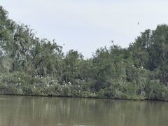 -大湾区中央湿地公园
