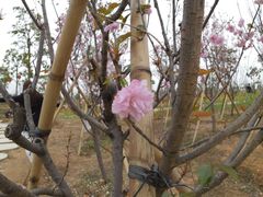 3月的樱花-天适樱花悠乐园
