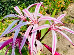 -西双版纳傣族园