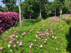 -武汉紫薇都市田园