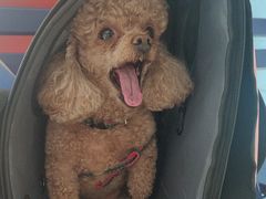 -瑞派福兴宠物医院犬猫全科·骨科·中西医结合(河东店)