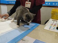 -艾贝尔宠物医院·24H转诊中心·肿瘤猫专科(江宁双龙店)