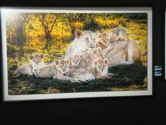 -罗红摄影艺术馆