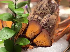 -协成海鲜火锅(海洋花园店)