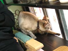 -李小姐の猫咖啡馆(五角场店)