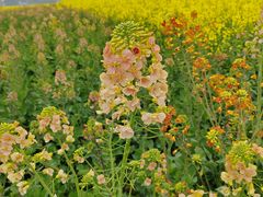 -中国天府农业博览园