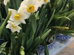-双季花艺园艺市场(浦东店)