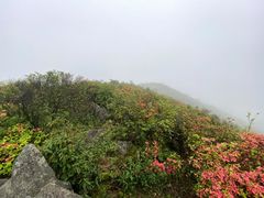 -大围山国家森林公园