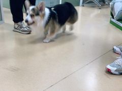 -小叮当动物医院·骨科·眼科