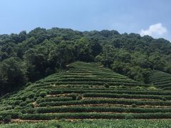 -龙井壹号·茶缘山景宴(龙井村店)