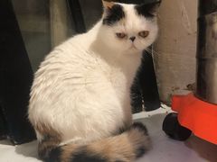 -猫色咖啡·猫咖