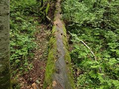 -五营红松林海景区