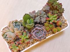 -龙大花卉苗木市场