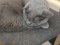 -喵园·猫主题咖啡厅·撸猫·猫咖(国贸店)