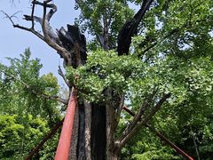 -上海佘山国家森林公园天马山园