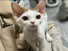 -山宅一喵德文卷毛猫舍