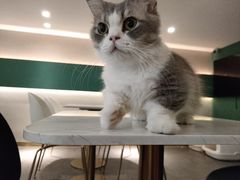 -飞行喵MR PILOT|猫舍·猫咖(静安大融城店)
