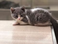 -飞行喵MR PILOT|猫舍·猫咖(静安大融城店)