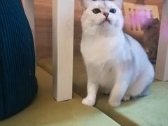 -滚猫咖啡·猫咖·猫友好撸猫(未来城店)