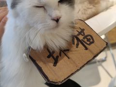 -怪兽屋·羊驼·猫咖·狗咖(俊华广场店)