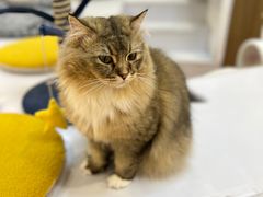 -COLOR PETS 撸猫馆·购猫·猫咖(长风大悦城店)