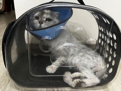 -米苏动物医院·犬猫专科·骨科外科内窥镜