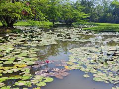 -中国科学院西双版纳热带植物园