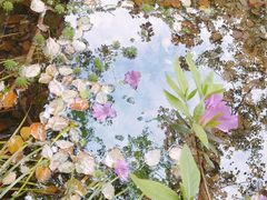 -杭州半山国家森林公园