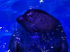 -海合安青岛极地海洋公园