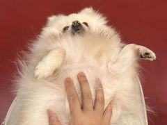 -和它·交个朋友·狗咖猫咖(爱琴海店)