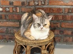 -豆逗聊愈猫阁Easy Life