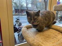 -猫小院猫主题餐厅(南锣旗舰店)