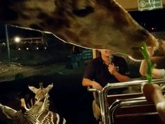 android_upload_pic-清迈夜间动物园
