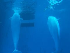 -海合安成都极地海洋公园