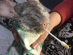 -瑞派·关忠动物医院·异宠专科·犬猫肿瘤·皮肤专科(望京店)