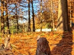 -上海海湾国家森林公园