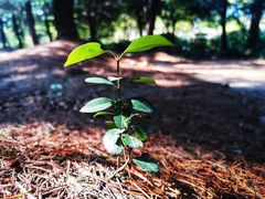 -黄兴公园