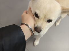 -EFL巴西柔术·综合格斗·泰拳·少儿体能训练(虹桥德必馆)