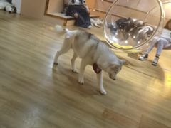 -Husky Go! 哈士奇体验馆·宠物咖啡厅狗咖