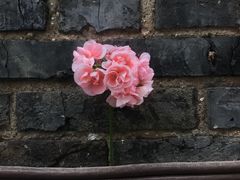 -房角石西餐厅Cornerstone Cafe(龙潭广场店)