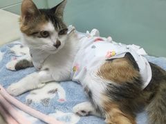 -纳吉亚猫专科动物医院博雅分院