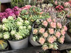 -青石桥花鸟鱼虫市场(叠翠城店)