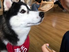 -Husky Go! 哈士奇体验馆·宠物咖啡厅狗咖