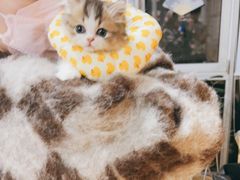 -喵百万·布偶·蓝金金渐层英短·猫舍(百子湾店)
